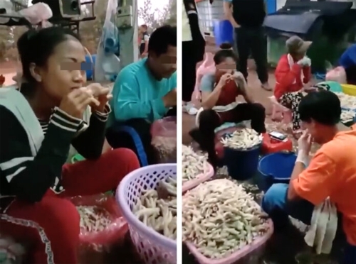 닭고기 가공공장 근로자들이 입으로 생닭 다리에서 뼈를 발라내는 모습 [Nong Khai 온라인 뉴스 페이스북 동영상 캡처]