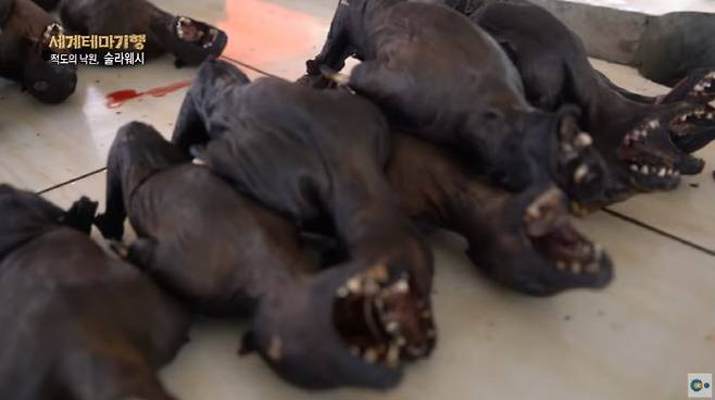 인도네시아 시장에서 판매되는 박쥐 고기. (사진=EBS ‘세계테마기행’ 캡처)