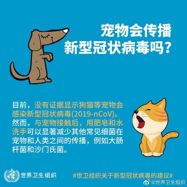 3일 세계보건기구(WHO)는 개나 고양이 등 반려 동물이 신종 코로나바이러스 감염증에 전염된다는 증거는 없다고 밝혔다. WHO 중국대표처 공식 웨이보 캡처