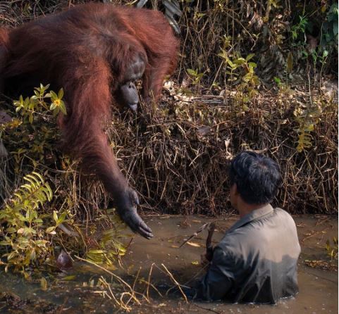 '제가 도와드릴까요?' 인도네시아 보르네오섬의 한 오랑우탄 보호구역에서 물속에 있는 사람을 향해 오랑우탄이 손을 내밀고 있다. [아닐 프라브하카 인스타그램 갈무리]