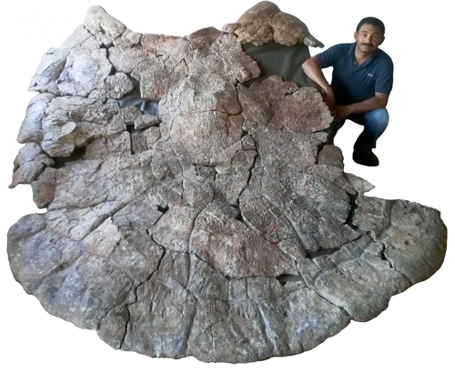 베네수엘라 우루마코 지역에서 발굴된 스투펜데미스 화석 수컷 화석으로 양쪽 어깨 부분이 창처럼 뿔이 나와있다. [Jorge Carrillo 제공]
