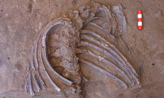 영국 케임브리지대 연구팀이 최근 이라크 샤니다르 동굴에서 새로 발굴한 네안데르탈인의 상체 화석. 출처 케임브리지대 고고학 연구팀