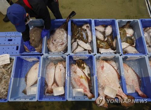 일본 어민이 후쿠시마현 앞바다에서 잡힌 어류를 정리하는 모습 [EPA=연합뉴스]