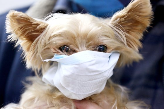 1월 28일 오전 경기도 평택항 국제여객터미널에서 한 강아지가 마스크를 쓰고 있다. 뉴스1