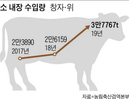 증가하는 소 내장 수입량