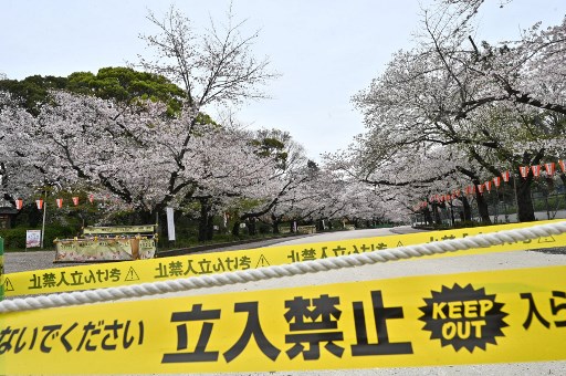 벚꽃 축제가 열리는 길이 폐쇄됐다/사진=AFP