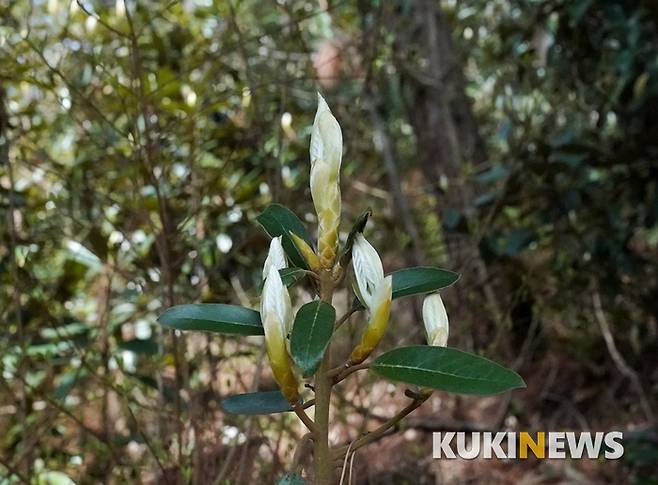 3월말 원당봉 둘레길에서 만난 까마귀쪽나무 새순은 꽃보다 더 화려했다.