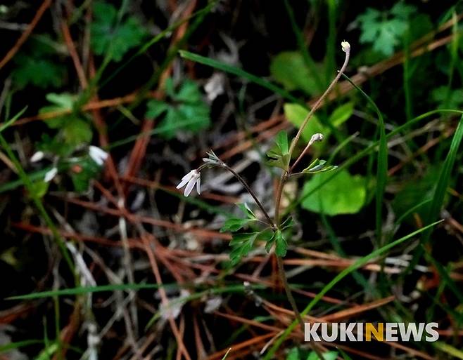 둘레길 음지의 습기가 많은 곳에 자세히 보아야 눈에 띄는 이 꽃 이름은 개구리발톱이다. 씨앗주머니가 마치 개구리발톱과 닮아서 붙여진 이름이라고 한다.