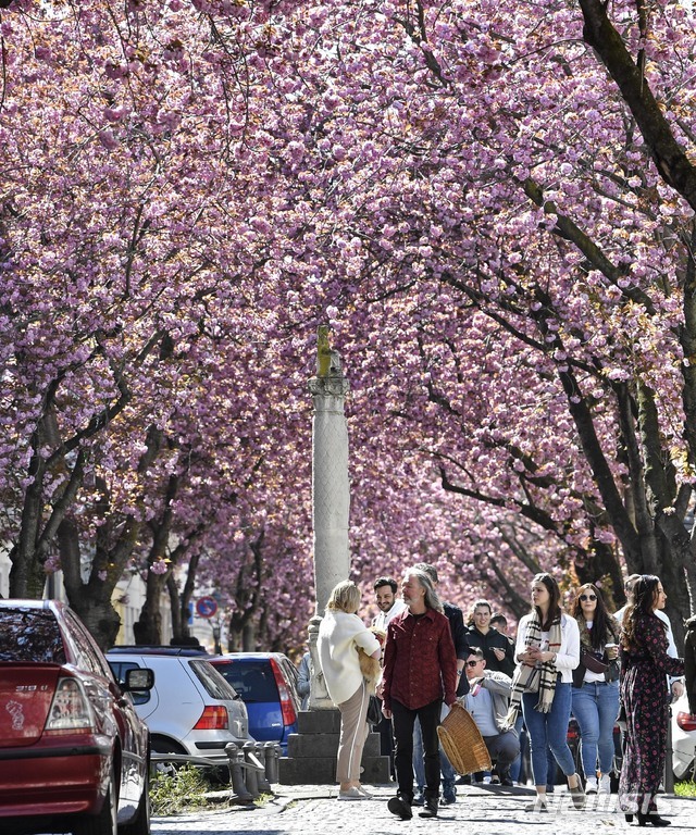 [본=AP/뉴시스] 독일 도시에서 일요일인 5일 정부의 이동제한 요구에도 불구하고 수백 명이 벚꽃구경을 즐기고 있다. 예년의 수천 명에 비해 적지만 사회적 거리두기 방책이 무시되는 모습이다  2020. 4. 5.