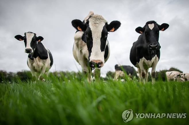프랑스 루앙 지역에서 풀을 뜯는 젖소 [AFP=연합뉴스]