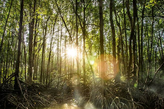 빽빽한 맹그로브 나무 사이를 탐험했던 시간