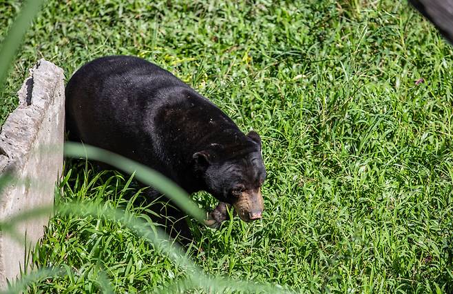 선베어 역시 식사 시간을 제외하곤 자유롭게 숲을 거닌다