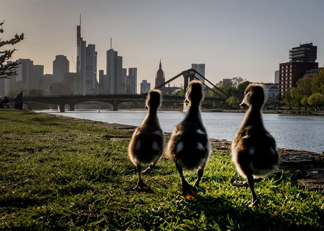 독일 프랑크푸르트에서 13일 거위 새끼들이 마인 강변을 따라 걸어가고 있다.  프랑크푸르트=AP 연합뉴스
