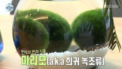 방송에 소개된 마리모. 사진=MBC.