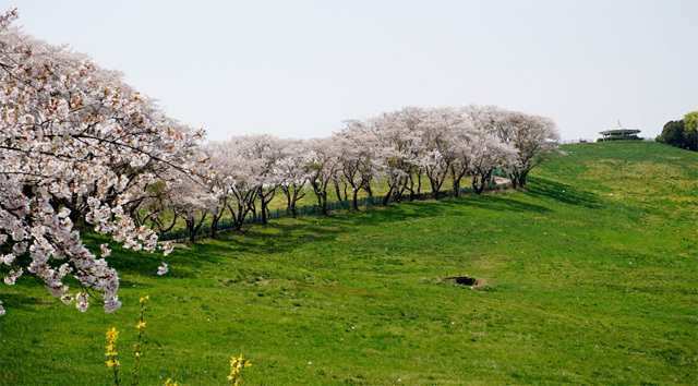 충남 서산 지방도 647호선을 자동차로 달리다 보면 길 양쪽 구릉에 초록빛 목초지들이 넓게 펼쳐져 있는 모습이 이색적이다. 벚꽃이 피는 봄이나 눈으로 뒤덮인 겨울에는더욱 풍경이 빛난다.