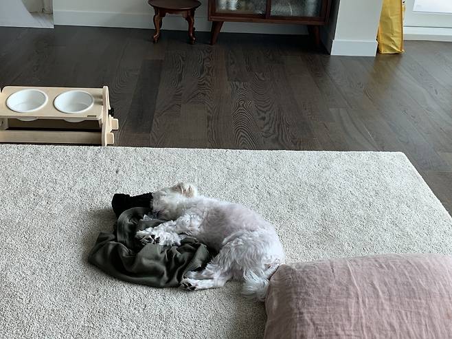 기다리다 잠들 땐, 벗어놓은 내 옷을 안고 잔다. 역시 심리적 안정을 위해서란다./사진=남형도 기자 아내