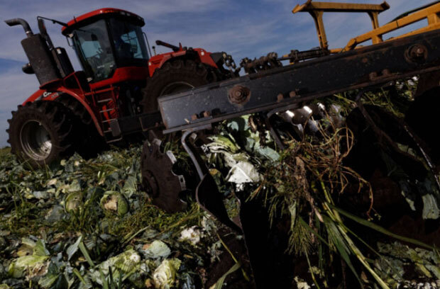 코로나19 여파로 출하 시기를 놓친 양배추를 갈아엎고 있는 농부./사진=폴리티코 캡쳐