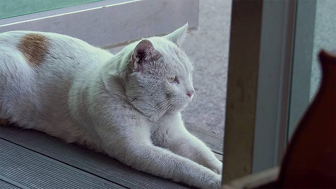 '고양이 집사' 스틸 컷 © 뉴스1