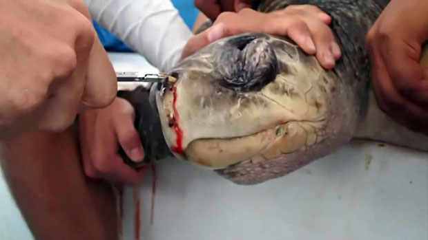 2018년 코스타리카 연안에서 코에 빨대가 꽂힌 채 발견돼 충격을 안긴 올리브바다거북.