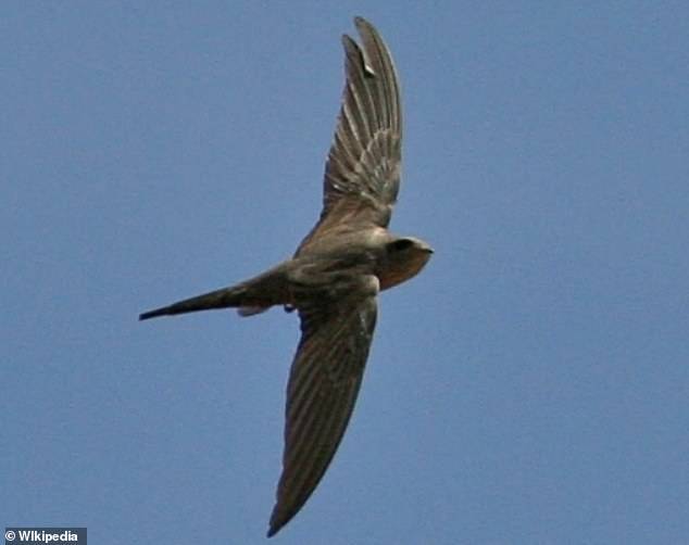 아프리카 야자나무칼새(학명 Cypsiurus parvus·사진=위키피디아)