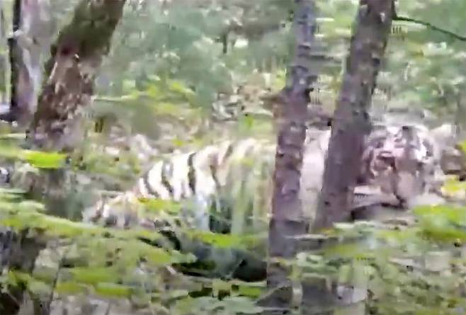 새끼 백두산 호랑이는 마을에 있는 숲 속에 있다가 사람과 마주했을 때 경계하는 모습을 보이지 않았다.(사진=PRNCO Tiger Center)