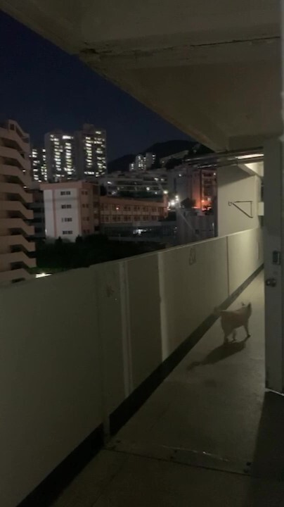 부산의 한 아파트에서 개 한 마리가 문이 열린 틈을 타 아파트 복도를 활보하고 있는 모습제보자 제공