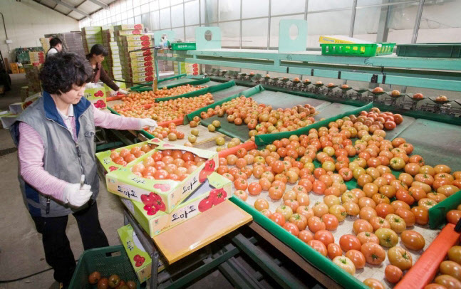 강원 토마토 수확 한창(사진=연합뉴스)