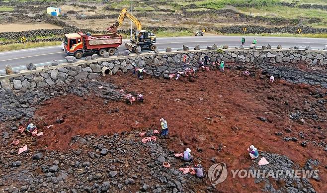 중장비 동원 괭생이모자반 수거 (제주=연합뉴스) 박지호 기자 = 4일 오후 제주시 조천읍 신흥리 해안에서 주민들이 괭생이모자반을 치우고 있다. 2020.6.4 jihopark@yna.co.kr