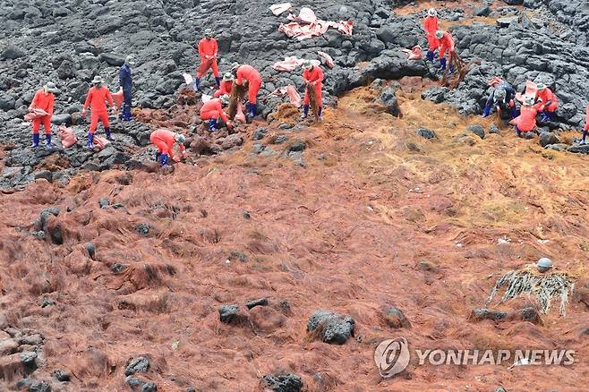 괭생이모자반 수거하는 해병대원들 (제주=연합뉴스) 박지호 기자 = 4일 오후 제주시 조천읍 신흥리 해안에서 해병대 9여단 병사들이 괭생이모자반을 치우고 있다. 2020.6.4 jihopark@yna.co.kr