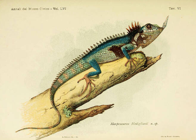 수마트라코뿔도마뱀이 최초로 발견됐던 1891년 당시의 모습을 그림으로 옮긴 자료.