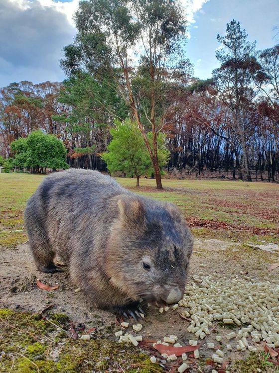 호주 산불 당시 불에 그을린 웜뱃의 모습. Wombat Care Bundanoon