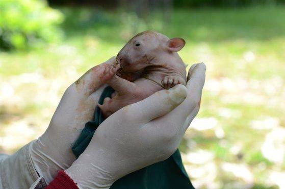 죽은 어미 웜뱃 주머니에서 구조한 새끼 웜뱃 미스비. Wombat Care Bundanoon
