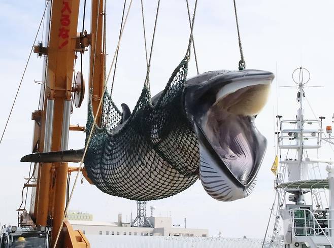 2019년 9월 일본 홋카이도(北海道) 구시로(釧路)항에서 포획된 밍크 고래가 그물에 실려 옮겨지고 있다. [교도=연합뉴스 자료사진]