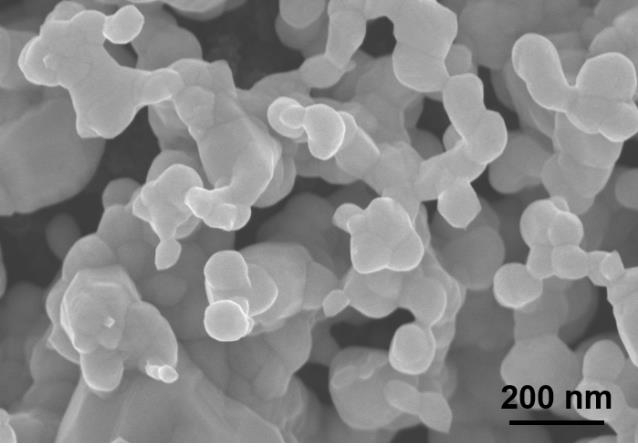 나노미터 크기 산호형태 은 촉매의 전자 현미경(SEM) 사진 [KIST 제공. 재판매 및 DB 금지]