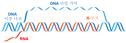 정상적인 세포분열을 돕는 R-루프의 생성 구조. 세포내 DNA이중 나선중 한 가닥과 RNA 가닥이 결합해 R-루프가 형성된다.