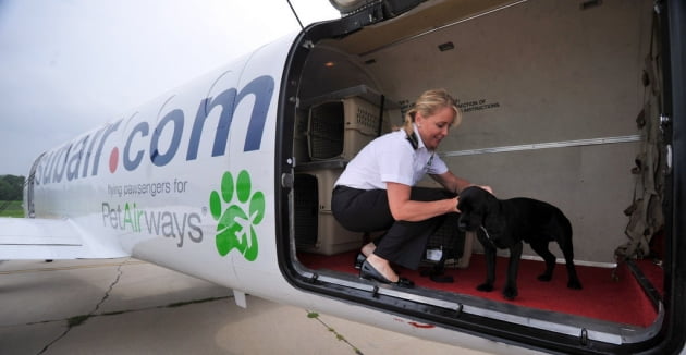 세계 최초의 애완동물 전용 항공사 펫에어웨이. AP연합뉴스