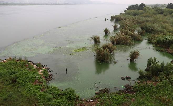 녹조로 오염된 낙동강 본류 ©연합뉴스