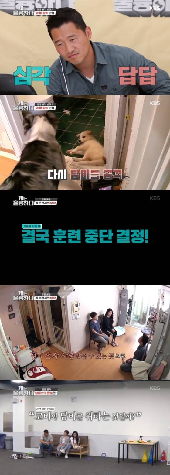 /사진=KBS 2TV '개는 훌륭하다' 방송화면 캡처