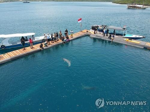 인도네시아 발리에 민관 합동으로 조성된 돌고래 보호구역 [로이터통신=연합뉴스]