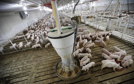 미국 오하이오주의 돼지농장. 중국은 코로나바이러스 감염을 우려해 6월 중순부터 미국 육류업체에서 가공한 육류제품 수입을 중단했다. [AP=연합뉴스]