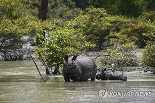 인도 아삼주에서 홍수로 불어난 물을 건너는 외뿔코뿔소. [AP=연합뉴스]
