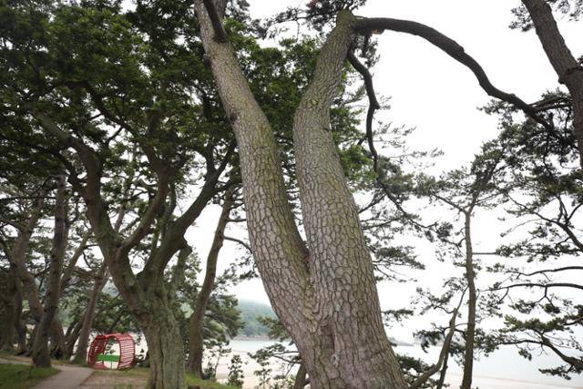 분계해변의 해송. 늘씬한 여인이 거꾸로 선 모양의 '여인송'이 눈길을 끈다.