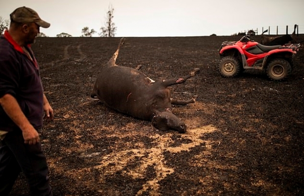 호주에서 발생한 대규모 산불로 소와 양을 포함한 가축 10여 만 마리가 불에 타 죽은 채 방치되어 있었다.