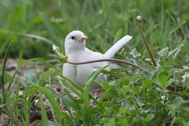 흰 참새가 여물기 전 솜처럼 부드러운 민들레 씨방을 먹고 있다.
