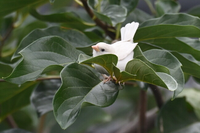 참새는 위협을 느끼면 뜰 안으로 들어온다. 감나무에 앉은 흰 참새.