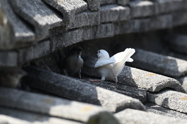 기와 틈은 피난처로도 사용되지만 둥지를 트는 데 요긴하다. 흰 참새가 자리를 차지한 참새를 쫓고 있다.