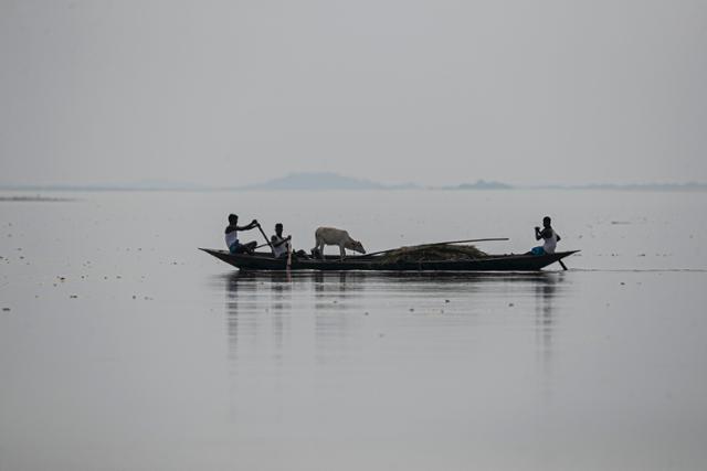 인도가 몬순 폭우로 큰 피해를 입고 있는 가운데 1일 아삼주 모리가온의 브라마푸트라 강에서 수재민들이 가축을 보트에 싣고 노를 저어 가고 있다. 모리가온=AP 연합뉴스