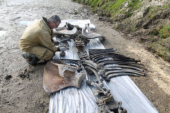 러시아 서시베리아에서 발견된 1만 년 전 매머드의 화석 (사진=시베리아타임스)