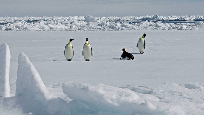 남극에 서식하는 황제펭귄(사진=BAS)