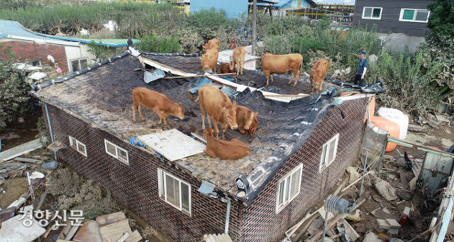 어쩌다 지붕에…우리 좀 도와주소 전남 구례군 구례읍의 한 마을 주택과 축사 지붕에 9일 소들이 올라가 있다. 주변 축사에서 사육하는 이 소들은 전날 폭우와 하천 범람으로 떠다니다 지붕 위로 대피한 이후 물이 빠지면서 지상으로 내려오지 못한 채 머물러 있다.  구례 | 권도현 기자 lightroad@kyunghyang.com